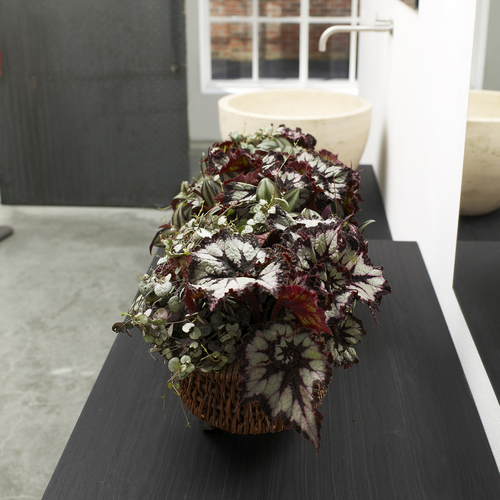 begonia2 Begonia Begoniaceae (7038)