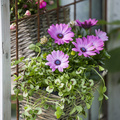 Image of Osteospermum hybrid