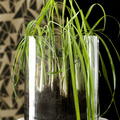Image of Carex morrowii