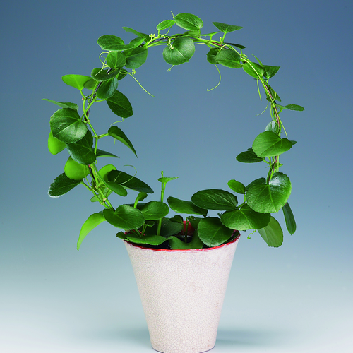 Image of Cissus rotundifolia