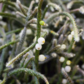 Image of Rhipsalis teres