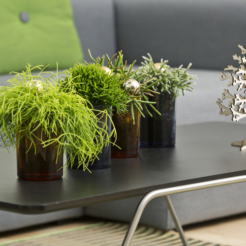 Image of Rhipsalis pilocarpa