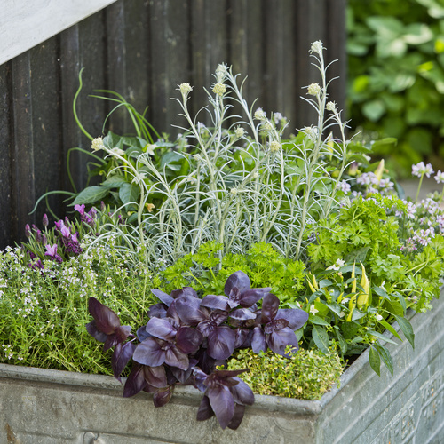 Helichrysum_Capsicum_Krydderurter Ocimum Lamiaceae (11911)