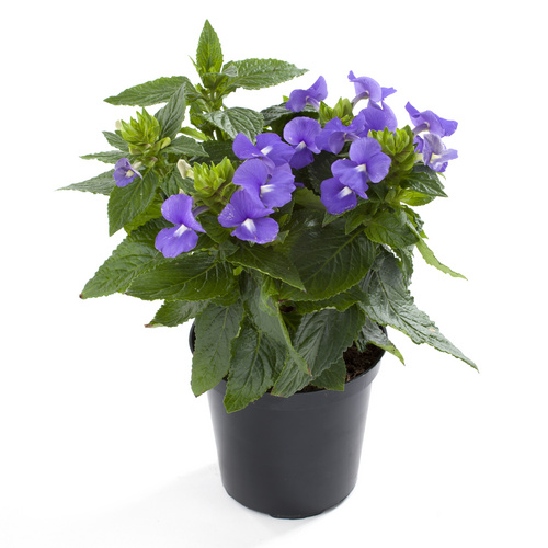 Image of Otacanthus azureus