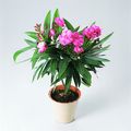 Image of Nerium oleander