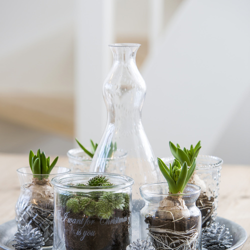 Image of Hyacinthus orientalis