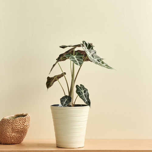 Image of Alocasia x-amazonica