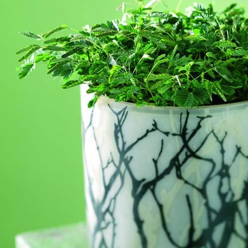 Image of Mimosa pudica