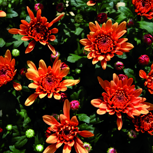 Chrysanthemum Compositae (8123)