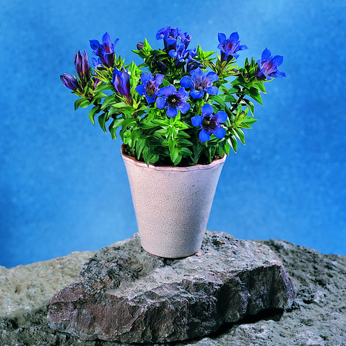 Gentiana Gentianaceae (9749)