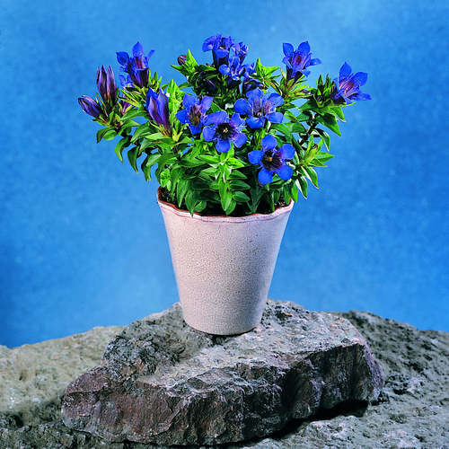 Image of Gentiana septemfida