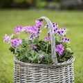 Image of Pelargonium graveolens