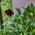 Image of Cosmos atrosanguineus