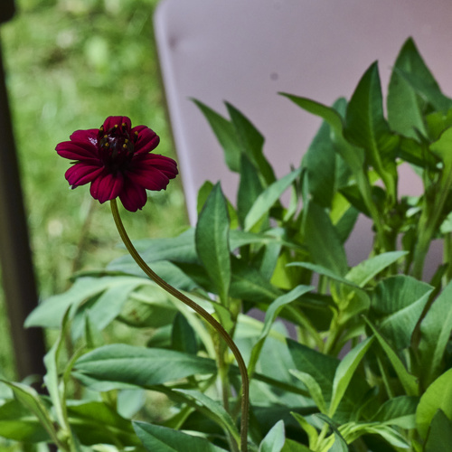 Cosmos Asteraceae  (442639)
