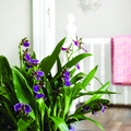Zygopetalum2.jpg