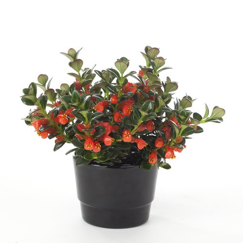 050613 61 Nematanthus Gesneriaceae (11813)