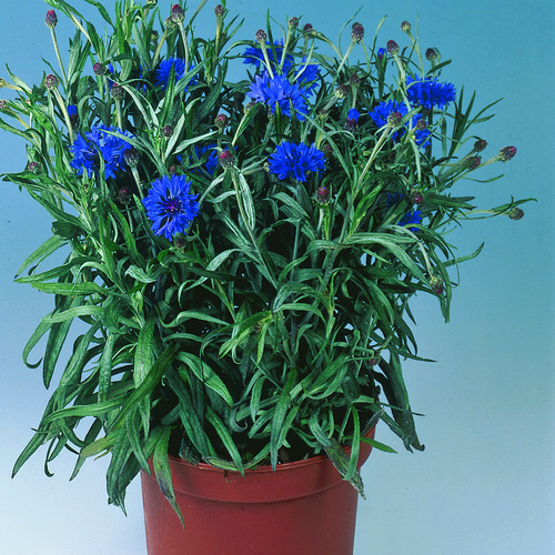 Image of Centaurea cyanus