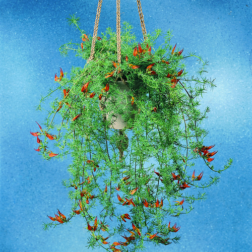 755c-lotus beth Image of Lotus bethelotii