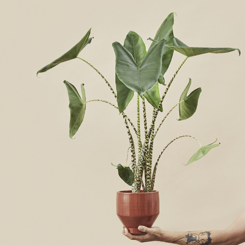 Image of Alocasia zebrina