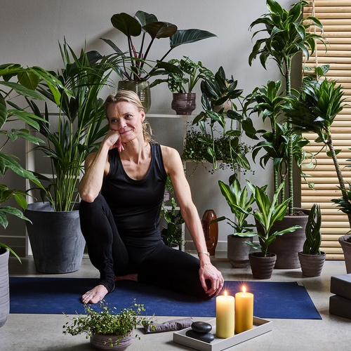 Dracaena Agavaceae (394434)