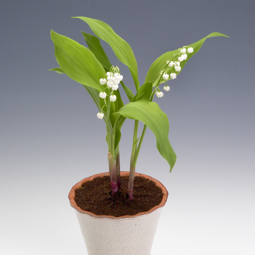 Convallaria Convallariaceae (8250)