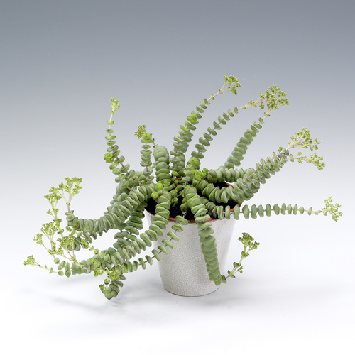 Image of Crassula marnieriana