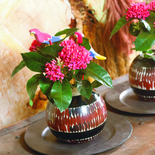 Ixora Rubiaceae (10713)