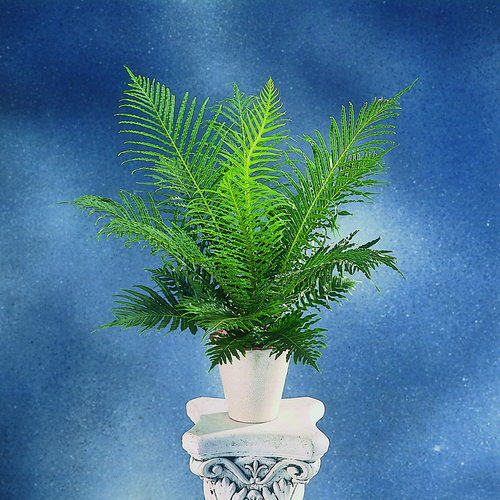 Image of Blechnum gibbum