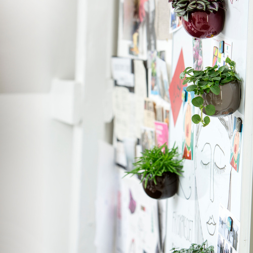 Tradescantia Commelinaceae (15073)