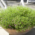 Image of Gypsophila muralis