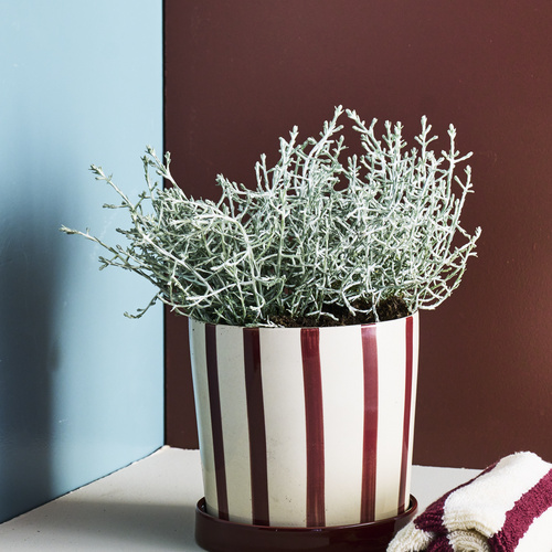 Calocephalus Asteraceae (442037)