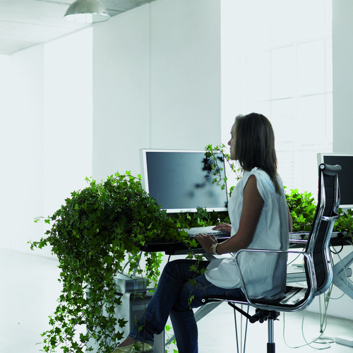 Hedera Araliaceae (10001)