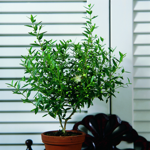 Image of Myrtus communis