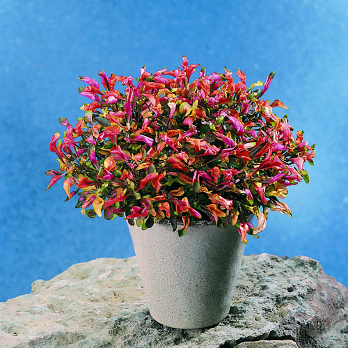 49d-alternanthera fic Alternanthera Amaranthaceae (6456)