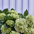 Image of Hydrangea macrophylla