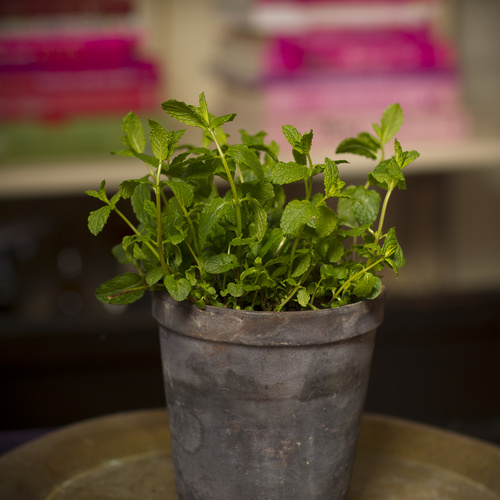 Image of Mentha spicata