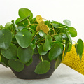 Image of Pilea peperomioides