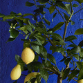 Image of Citrus limon