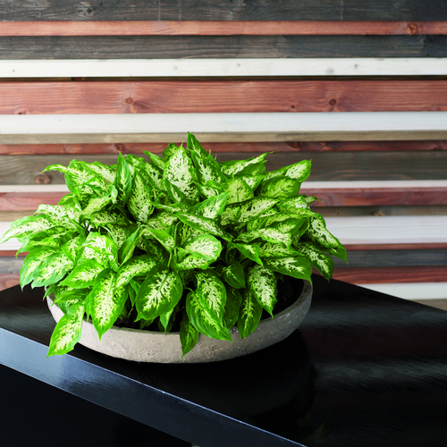 Dieffenbachia Araceae (8742)