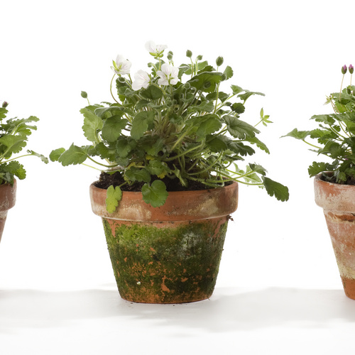 Image of Erodium reichardii