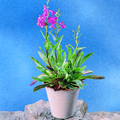 Image of Penstemon barbatus