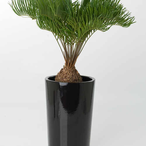 Zamia Zamiaceae (15371)