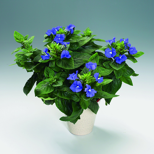 Image of Otacanthus caeruleus