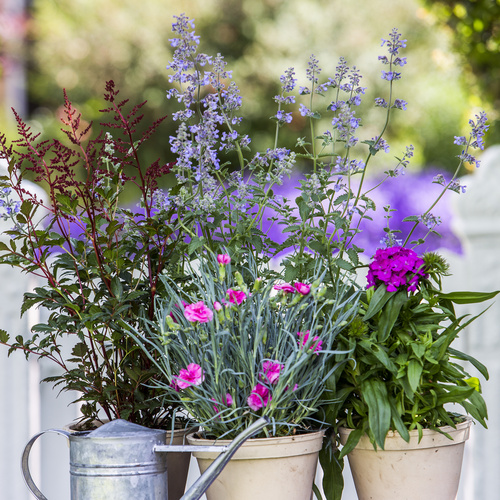 Dianthus caryophyllus-Dianthus barbutus-Astilbe-Nepeta 3074 Astilbe Saxifragaceae (6889)