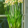 Image of Narcissus poeticus