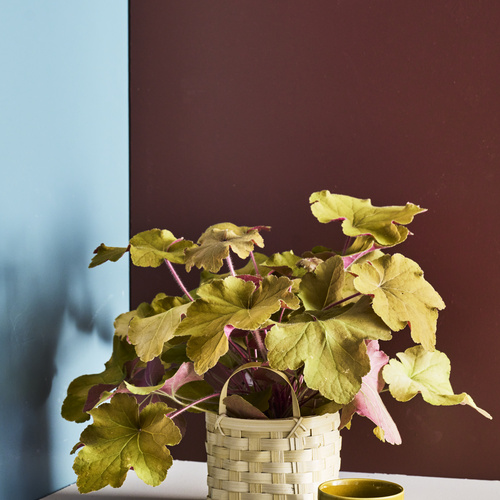 Heuchera Saxifragaceae (442035)