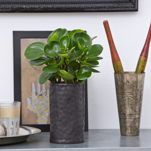 Peperomia_obtusifolia_27_2013 Peperomia Piperaceae (12504)