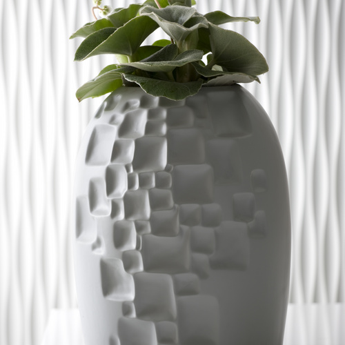 260908 15 Begonia Begoniaceae (7080)