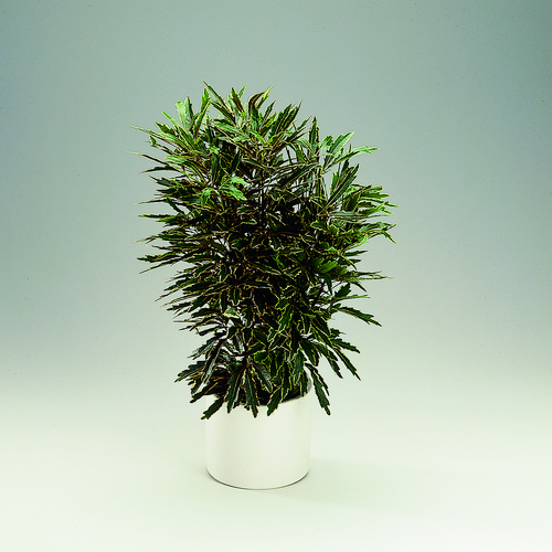 Image of Dizygotheca elegantissima