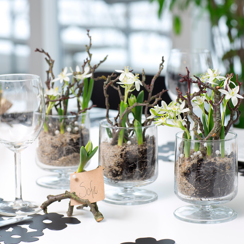 Image of Ornithogalum oligophyllum